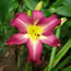 Hemerocallis Swirling Water